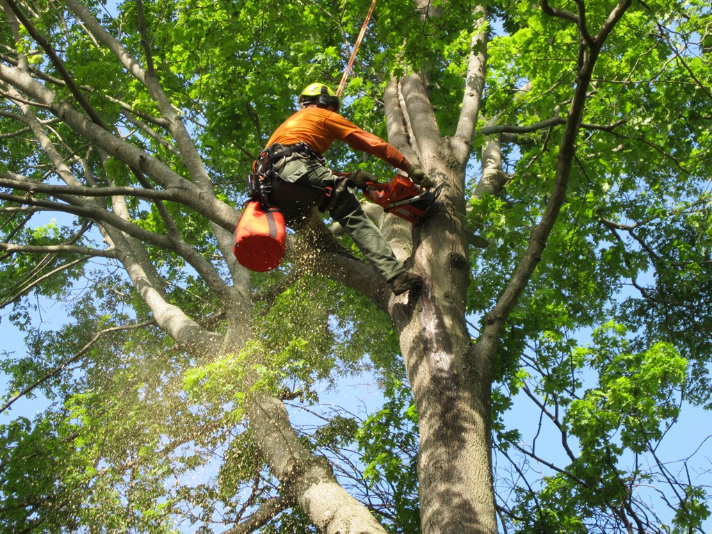 Tree Trimming Service Ajax