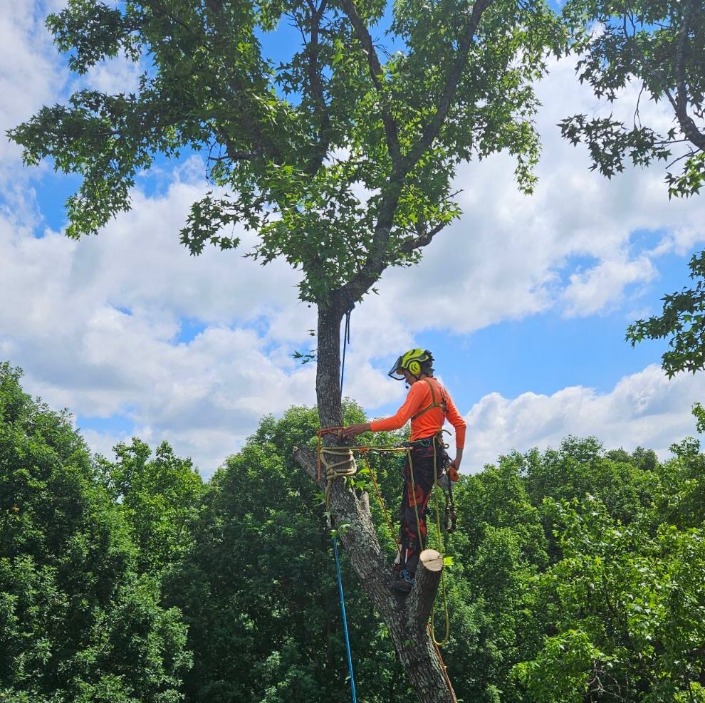 tree removal charlotte nc